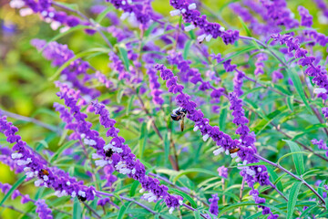 Bees on Mexican bush sage