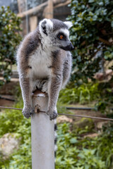 Ring tailed lemur close-up. Lemur posing - sitting and looking around in Cyprus Zoo