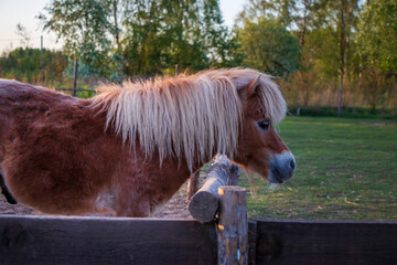 Miniature Pony with Long Mane Standing in a Wooden Paddock. Fluffy miniature pony with a long blond...