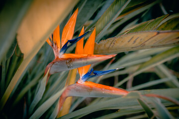 Strelitzia reginae blossom close-up. Beautiful exotic tropical plants leaves and flowers 