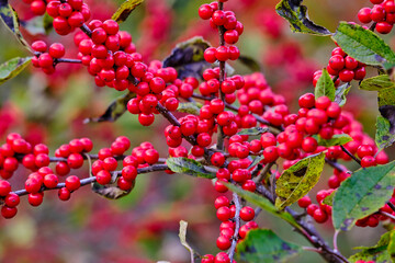 red berries on a branch