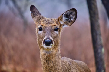deer in the woods