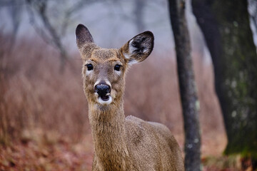 deer in the woods