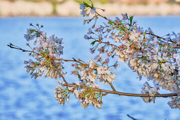 blooming cherry tree