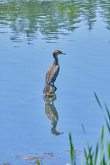 Bird perched on a rock in the middle of a lake.