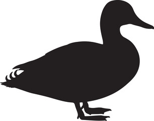 Gadwall duck vector silhouette on white background