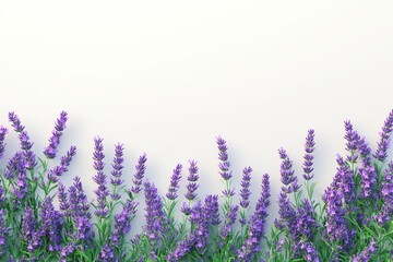 Naklejka premium In a field, white daisies and lavender bloom on a white background