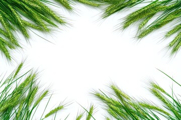 Fototapeta premium On a white background, green grass stems with fluffy seed heads are lying down