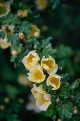 Obraz premium A delicate branch of wild roses adorned with bright yellow blossoms. The small, vibrant flowers contrast beautifully with the green leaves, creating a cheerful and natural floral arrangement.