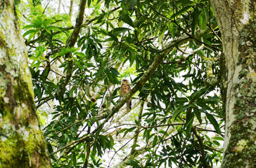 Forest landscape with a distant view of a pygmy eagle perched on a tree.