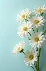 Fototapeta premium Delicate white chrysanthemum flowers arrangement against pastel light blue background. Floral design shows beauty, purity, elegance, grace. Fresh blooms on stems, serene composition, creating
