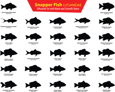 snapper fish silhouette set with name and scientific name LUTJANIDAE saltwater fish vector pack