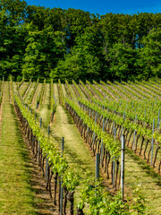 Weinberge mit S&uuml;dhang im Fr&uuml;hjahr