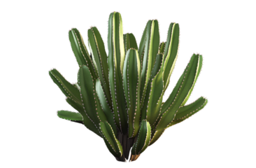 Realistic photo of a plant, a cactus with many leaves on a black background, 3D rendering, vector illustration, flat design,