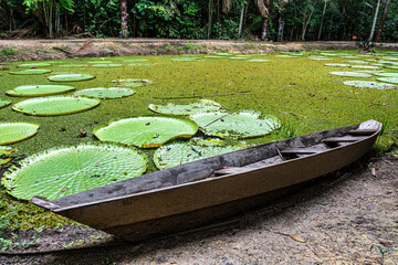 Victoria amazonica flower at Museu da Amazonia, MUSA in Manaus, Brazil. The largest of the water...