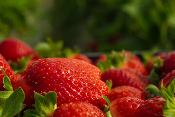 Plastic box full of strawberry between bushes on the farm. Harvest organic strawberry farm, berries, Fresh Strawberries in the box and in the background the lines of a strawberry plant in the field.