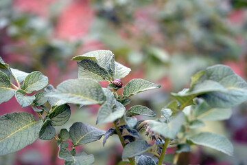 leptinotarsa ​​decemlineata