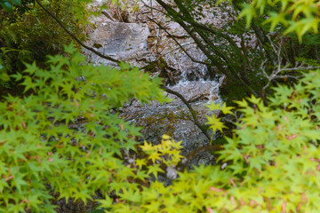 兵庫県・雨後の竹谷山道散策
