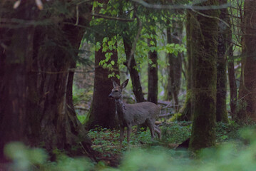 a majestic deer stands gracefully in the dense forest of berne, bathed in soft natural light. its rich brown coat contrasts beautifully with the lush green foliage, creating a serene, timeless scene.