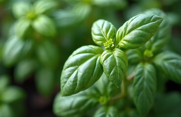 Close-up view of lush green basil leaves. Culinary herb ingredient, fresh healthy organic leaves. Growing basil plant in garden, natural ingredient for italian cuisine.