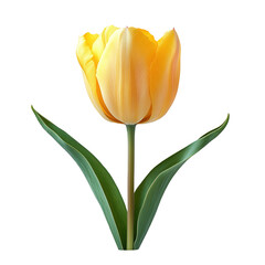 Isolated yellow tulip flower blooming in spring against black background on transparent background