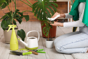 Young woman cleaning dust from leaves of Monstera houseplant at home