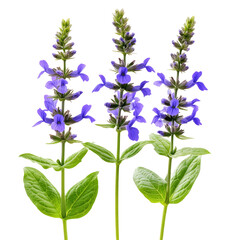 Obraz premium Three Salvia Flowers In Full Bloom Isolated on transparent or white. Perfect For Botanical Illustrations.