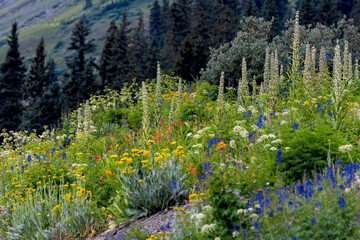 Fototapeta premium Lush green wildflower meadow in the summer time in Colorado rocky mountains
