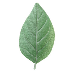 Fototapeta premium Isolated Green Leaf Detail on transparent or white, Highlighting Nature'S Beauty And Perfect For Botanical Or Environmental Themes.