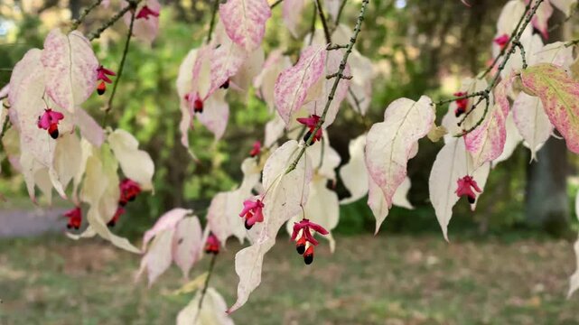 Winged spindle (Euonymus alatus). Red fruits and black seeds of the spindle tree. Close-up Winged eonymus. Scarlet ornamental deciduous shrub. Burning pink bush fall foliage on the breeze of the wind