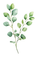 Obraz premium PNG Eucalyptus branch illustration watercolor plant.