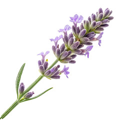 Obraz premium Lavender flowers isolated on white background, Lavender Aromatherapy: Stunning Purple Blossoms on a Natural Flower Stem