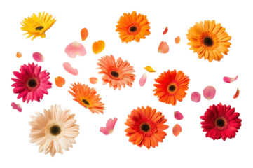 PNG Flower petals group flowers background daisies.