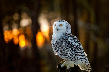 Owl at sunrise. Snowy owl, Bubo scandiacus, perched on rotten stump with sunrays in background. Arctic owl. Beautiful white polar bird with yellow eyes. Wild winter nature. Raptor in natural habitat.