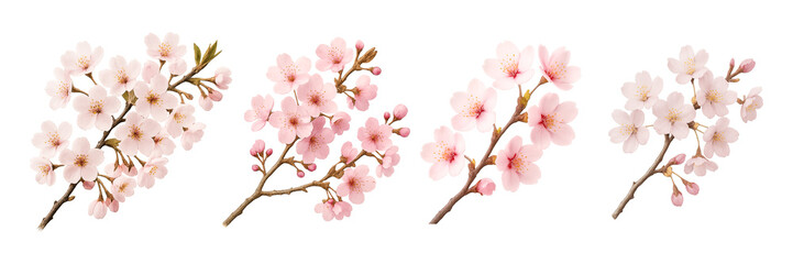 Four Delicate Pink Cherry Blossom Branches Isolated