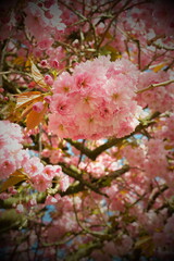Fototapeta premium Framed by Blossoms