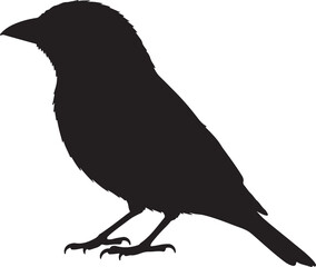 Scarlet Tanager Silhouette Vector