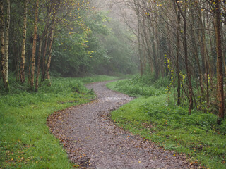 Footpath in a forest park with green trees and fog. Calm and relaxing nature scene. Nobody. Selective focus. Natural colors
