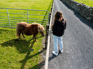 Teenager girl feeding brown small pony in open zoo or contact farm. Warm summer day with blue cloudy sky. Outdoor activity and tourist attraction. Learning nature concept.