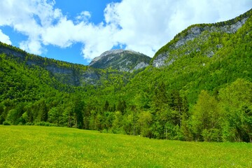 Naklejka premium Meadow at the edge of the forest in Voje valley with Tošc mountain above in Julian alps, Gorenjska, Slovenia