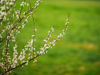 A tree with white flowers is in a green field. The flowers are in full bloom and the tree is bare, Nature awakening concept.