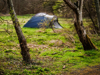 Two trees in focus in foreground. Blue tent out of focus in the background. Homeless living in a park concept. Camping in nature. © mark_gusev