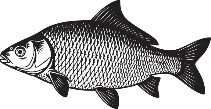 Silver Carp Silhouette Vector