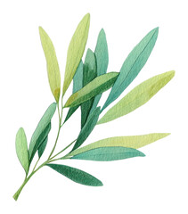 Fototapeta premium PNG A Olive leave illustration watercolor botanical.