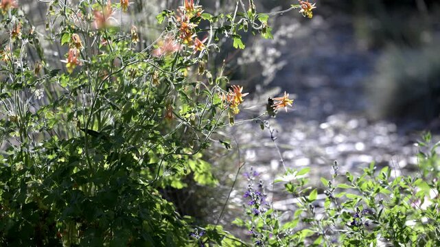 Anna's hummingbird drinking nectar from western crimson columbine flowers