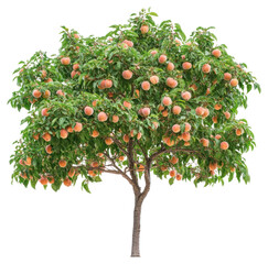 PNG Real peach tree peaches fruit fruit-bearing.