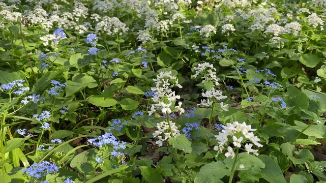 White arabis caucasica flowers and blue flowers of Veronica chamaedrys in a shady spring forest. Small wildflowers grow in the meadow. 