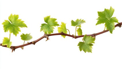 Fototapeta premium Grapevine branch with new leaves (1)
