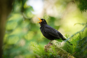 a blackbird Turdus merula on a broken branch in a tree sings with its yellow beak wide open against...