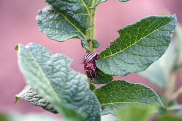 leptinotarsa ​​decemlineata reproduction